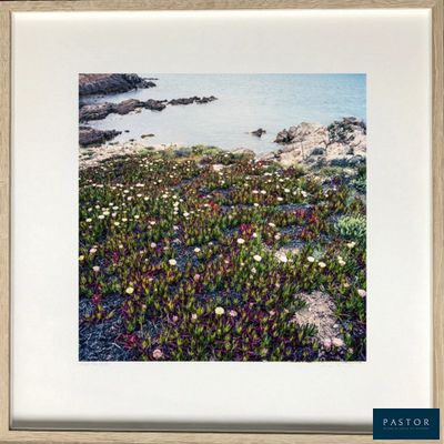a picture of a picture of a field of flowers