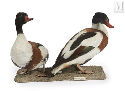 two ducks that are standing next to each other