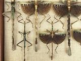 a lot of bugs that are hanging on the wall