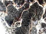 an image of a close up of a piece of black and white marble