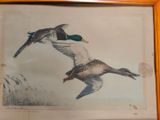 a picture of two ducks flying in the air