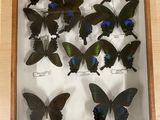 a lot of butterflies that are in a shadow box