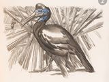 a drawing of a bird that is standing in the grass