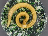 a glass plate with a yellow and black snake on it