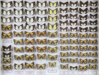 exposition de papillons dans une vitrine, accompagnés d'étiquettes
