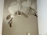a picture of a white orchid on a wall above wine glasses