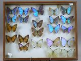 de nombreux papillons de toutes sortes présentés dans un cadre en bois