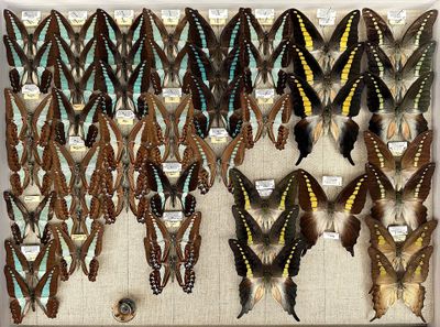 many different types of butterflies displayed on the wall