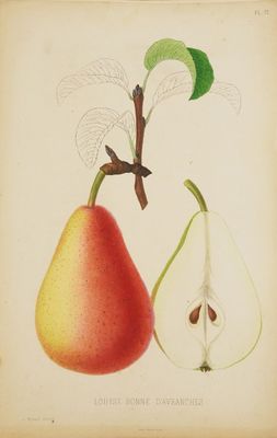 une image représentant un dessin d'une poire et d'une poire à moitié mangée