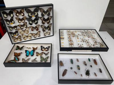 trois vitrines contenant divers insectes, posées sur une table