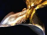 a close up of a gold whale tail on a black background