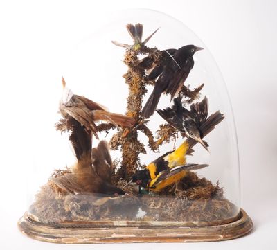 Groupe Napoléon III de six oiseaux naturalisés ; sous globe.