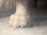 a painting of a polar bear ' s foot and paw