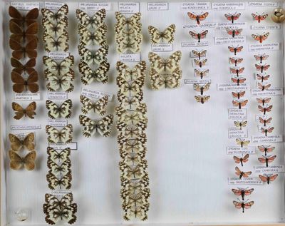 de nombreux types de papillons différents présentés dans une vitrine