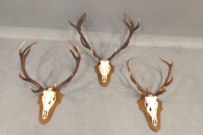 trois têtes de cerfs accrochées au mur, avec leurs bois