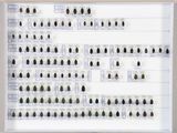 une image représentant une composition de coléoptères dans un cadre blanc