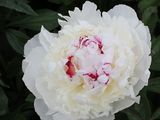 une grande fleur blanche au cœur rose, au milieu d'un buisson