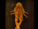 an image of a fish preserved in a glass block