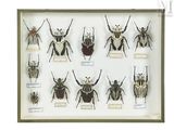 a lot of bugs that are on display in a glass case