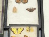 a lot of different types of butterflies in a display case