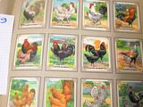 un livre avec plein d'images de poulets dessus