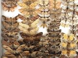 a lot of moths that are on display in a white box