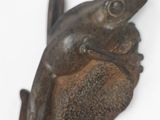 une grenouille assise sur un morceau de bois