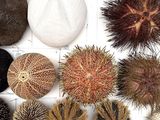 many different types of sea urchins in a box