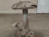 a small mushroom sitting on top of a rock