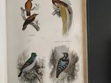 four birds that are sitting on a tree branch