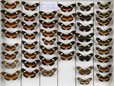 de nombreux types de papillons différents présentés dans une vitrine