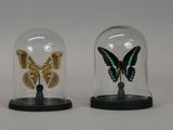 two glass cloches with a butterfly inside of them