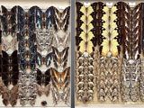 many different colored feathers on display in a display case