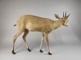 a stuffed deer that is standing on a white surface
