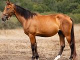 un cheval brun dans un champ, avec des arbres en arrière-plan