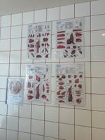 Ensemble affiches de boucherie sur les morceaux de bœuf et d… (photo 2)