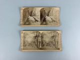 pair of stereograph photographs of a man and a woman in the woods