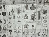 many different types of plants and animals on this page