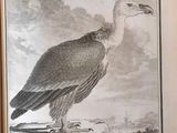 a picture of a bird that is sitting on a rock