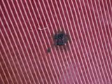 a bug that is sitting on the wall of a building