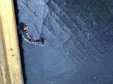 a small insect that is sitting on a window sill