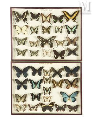 a display case with a variety of butterflies in it