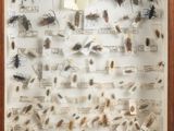 a picture of a display of insects in a wooden frame