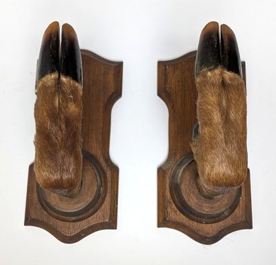 une paire de chaussures empaillées, fixées sur une plaque en bois