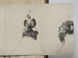 two drawings of flowers on a page of a book