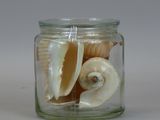 a glass jar with shells inside of it on a table