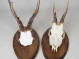 deux têtes d'antilope fixées sur une plaque en bois à fond blanc