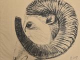 drawing of a ram ' s head on a piece of paper