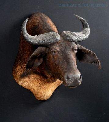 a bull head mounted on a wall with a black background