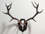 une tête de cerf avec des bois accrochée au mur